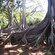 The enormous roots of 3 banyan trees in a forest